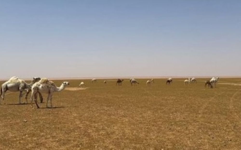 ضبط مخالف رعي الإبل في محمية الملك سلمان