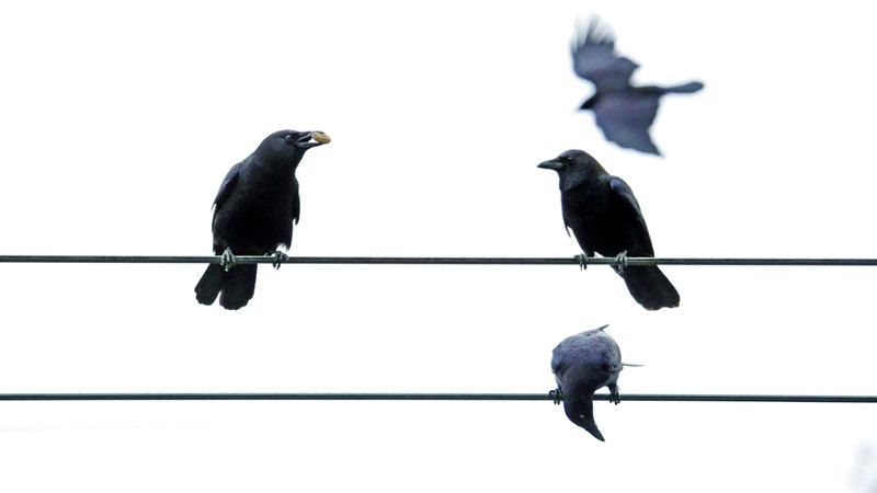 الامارات | الغربان محترفة.. تستطيع التخطيط لعدد نواعقها