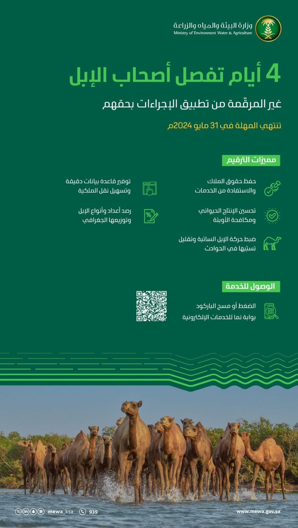رابط الخدمة.. "البيئة" تحث أصحاب الإبل على ترقيمها قبل انتهاء المهلة