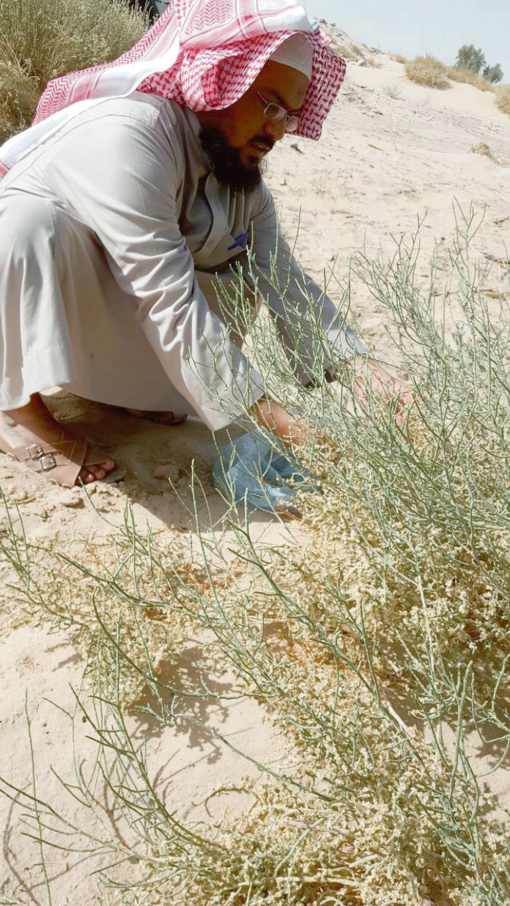 الشفلح .. نبات معمر يزين صحاري الحدود الشمالية