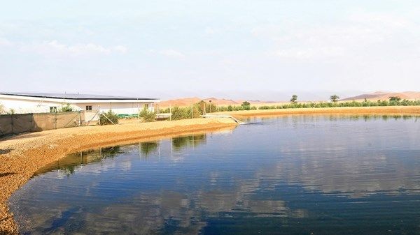 «بيئة أبوظبي» تراقب 441 بئر مياه جوفية