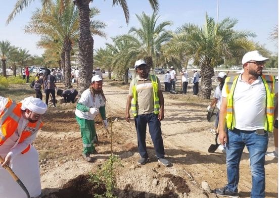 زراعة 3000 شجرة «غاف» في أبوظبي