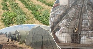 التنمية الزراعية.. دراسة تكشف اهتمام الدولة بالقطاع الزراعى