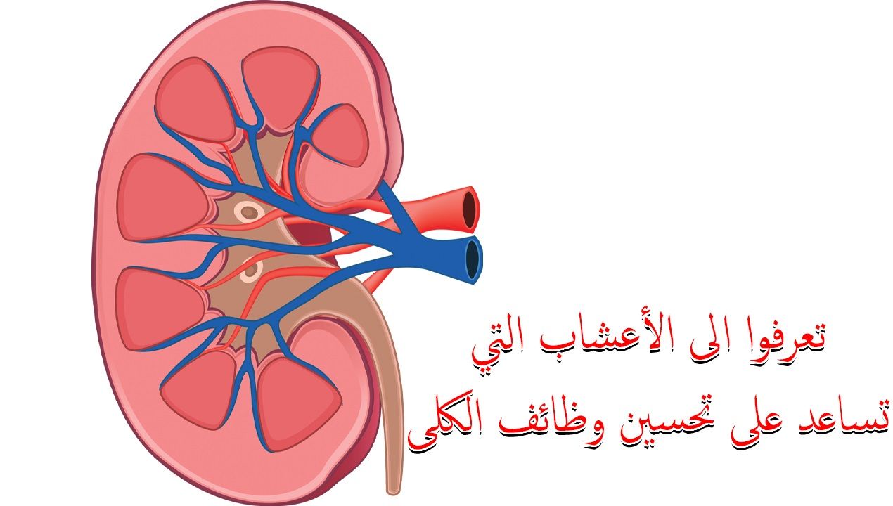 أفضل الأعشاب لتنظيف الكلى وتحسين أدائها