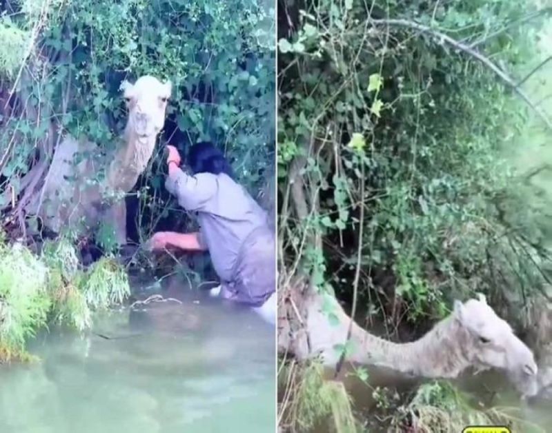 شاهد.. رحالة ينقذ "ناقة" من الغرق داخل إحدى الأودية في الباحة