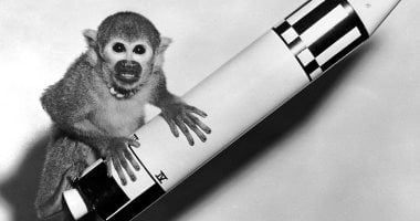 تكنولوجيا: زى النهارده.. آيبل وبيكر يصبحان أول قردين ناجيين من رحلات الفضاء