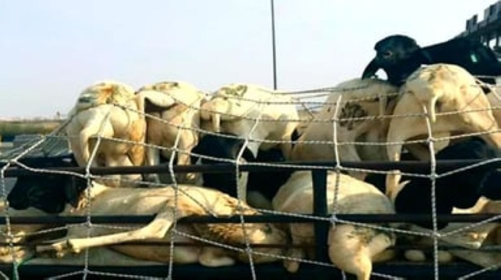 "البيئة" تدعو إلى الرفق بالحيوان خلال موسم الحج.. وتحذر من عقوبة السجن