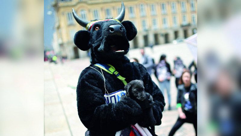 الامارات | كولومبيا تحظر مصارعة الثيران: الموت ليس عروضاً