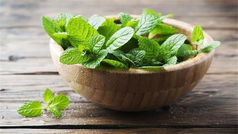 هذا ما يحدث لجسمك عند تناول النعناع؟.. 3 فئات ممنوعة منه
