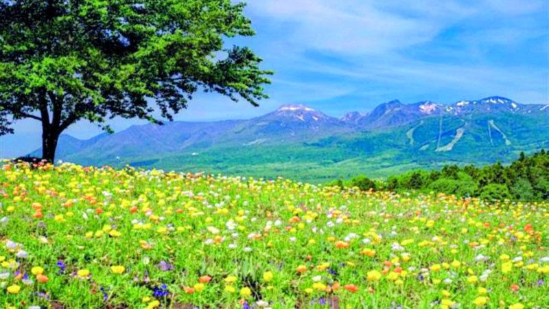 الامارات | كنوز طوكيو الخفية.. جبال وغابات ومعابد قديمة