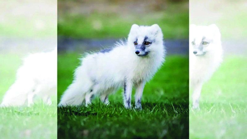 الامارات | «هورنستراندير».. مملكة الثعالب القطبية «الودودة»