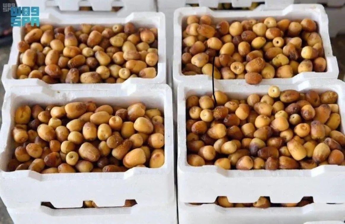 السعودية | أسواق طيبة تتأهب لاستقبال طلائع الرطب