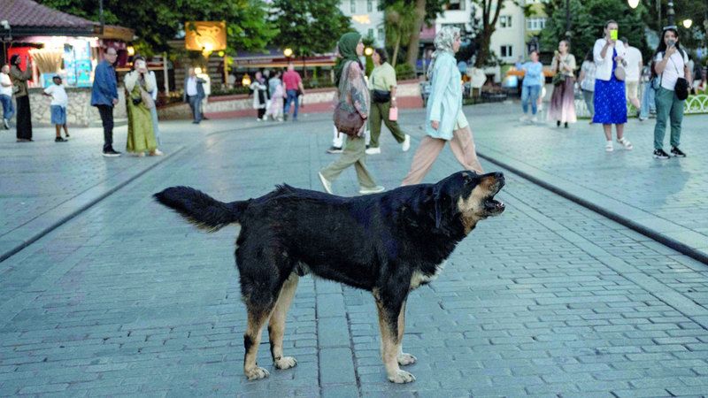 الامارات | تركيا تسعى إلى ضبط الكلاب الضالة