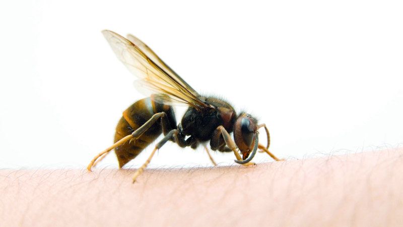 الامارات | أعراض الإصابة بالحساسية لسم الحشرات