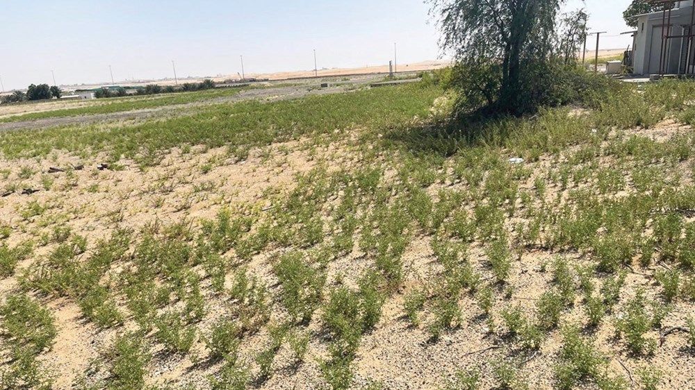 موسم استثنائي للرعي في أبوظبي بعد الأمطار