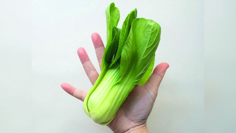 الامارات | الملفوف الصيني.. كنز من الفيتامينات والمعادن