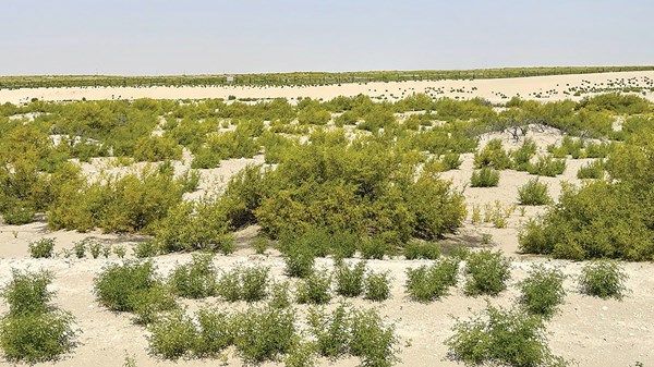 موسم استثنائي للرعي في أبوظبي بعد الأمطار