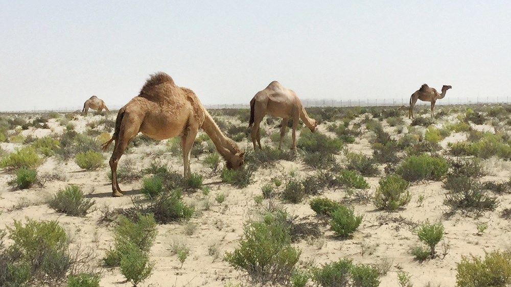 موسم استثنائي للرعي في أبوظبي بعد الأمطار