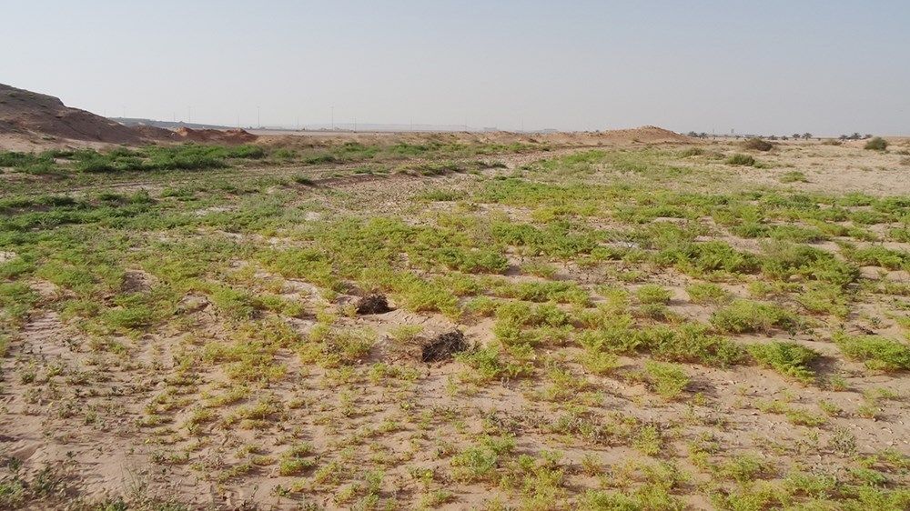 موسم استثنائي للرعي في أبوظبي بعد الأمطار