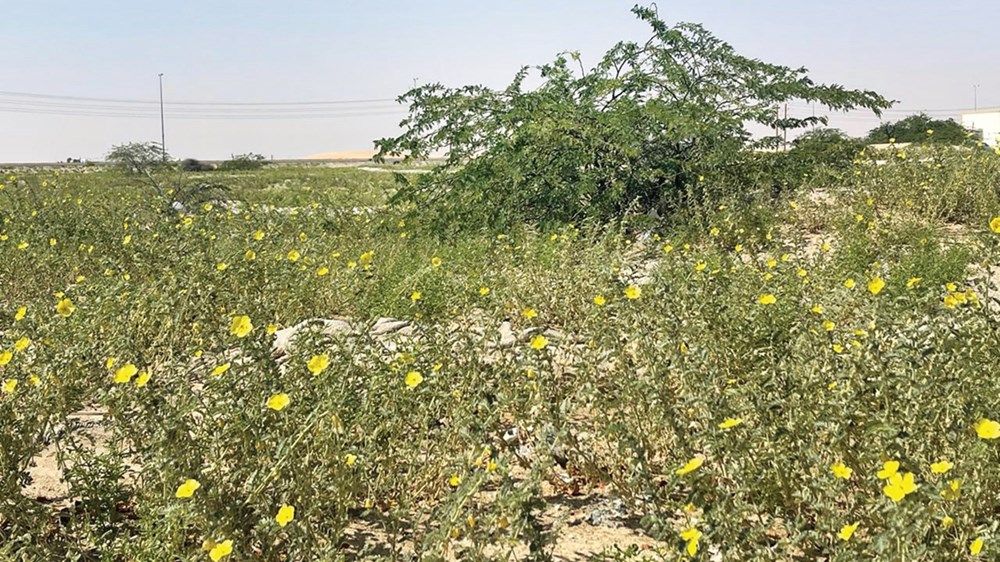 موسم استثنائي للرعي في أبوظبي بعد الأمطار