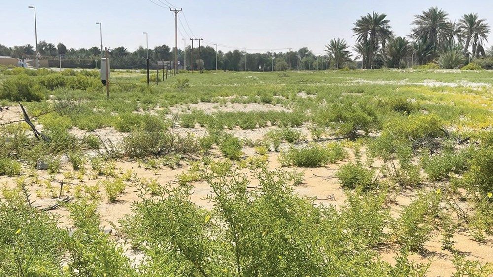 موسم استثنائي للرعي في أبوظبي بعد الأمطار