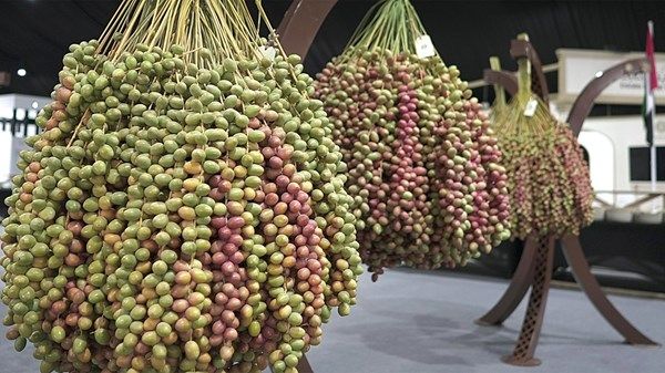 انطلاق فعاليات مهرجان ليوا للرطب 15 يوليو