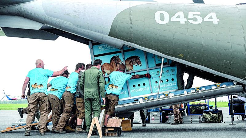 الامارات | 4 خيول برجفالسكي من براغ إلى كازاخستان