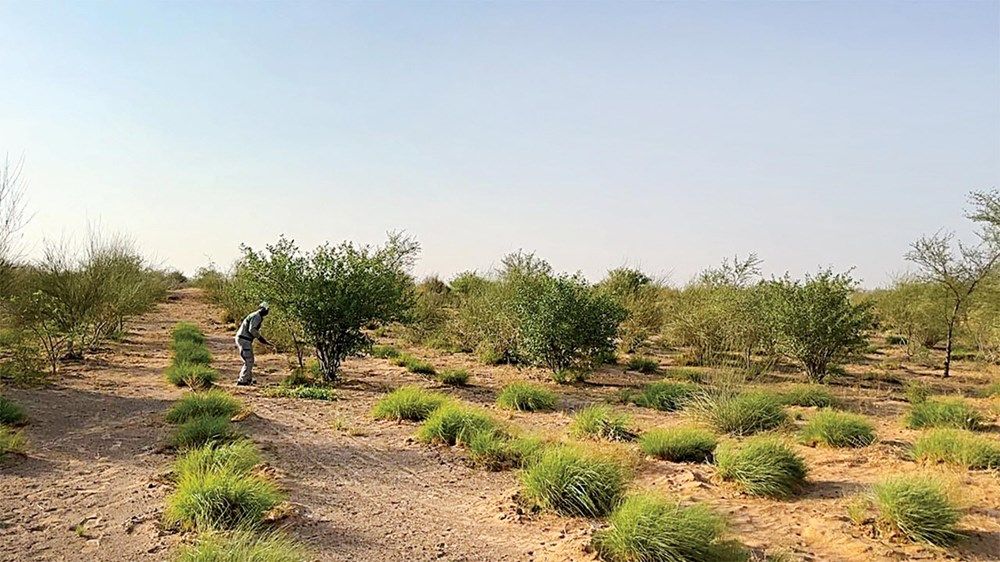 الإمارات.. ريادة عالمية في مكافحة التصحر