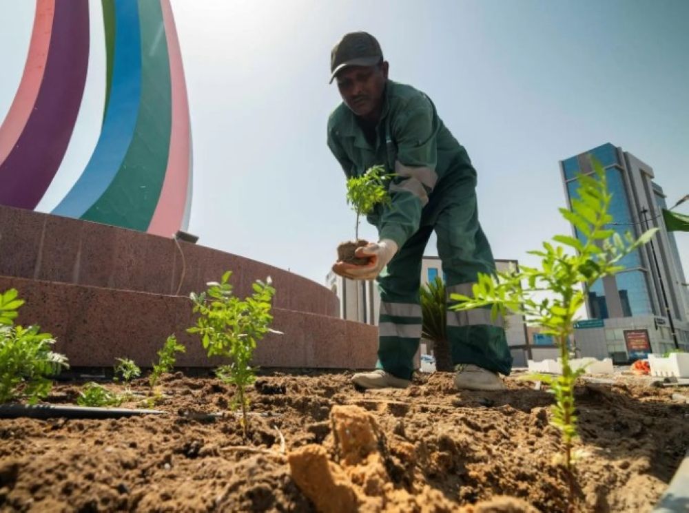 أمانة الجوف تغرس 156 ألف زهرة حولية في شوارع وميادين سكاكا