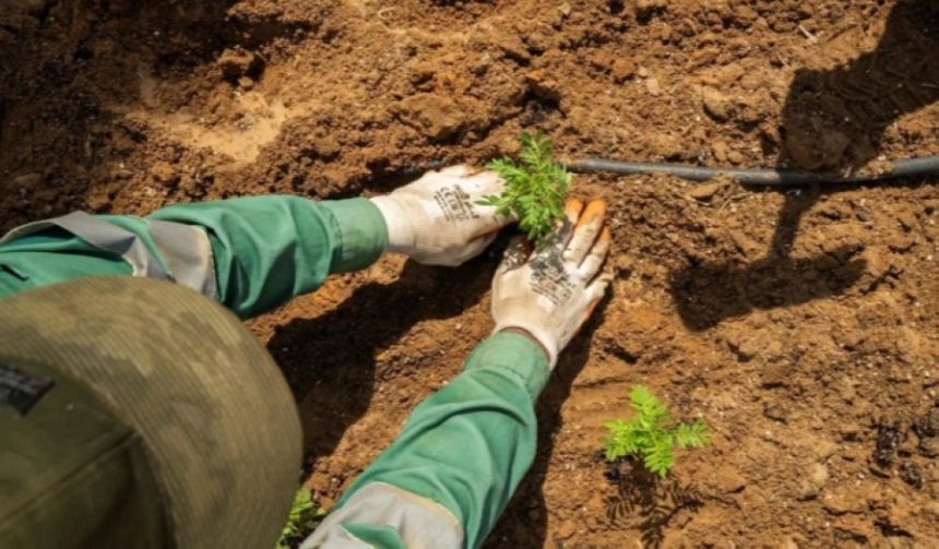 أمانة الجوف تغرس 156 ألف زهرة حولية في شوارع وميادين سكاكا