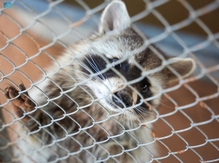 الرياض.. ضبط 4 مخالفين لاقتنائهم وعرضهم كائنات فطرية