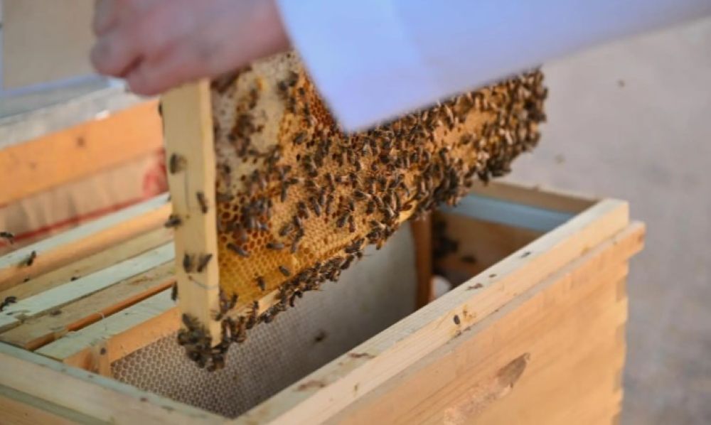 نمو الغطاء النباتي بالحدود الشمالية يحفّز الهواة لإنشاء المناحل