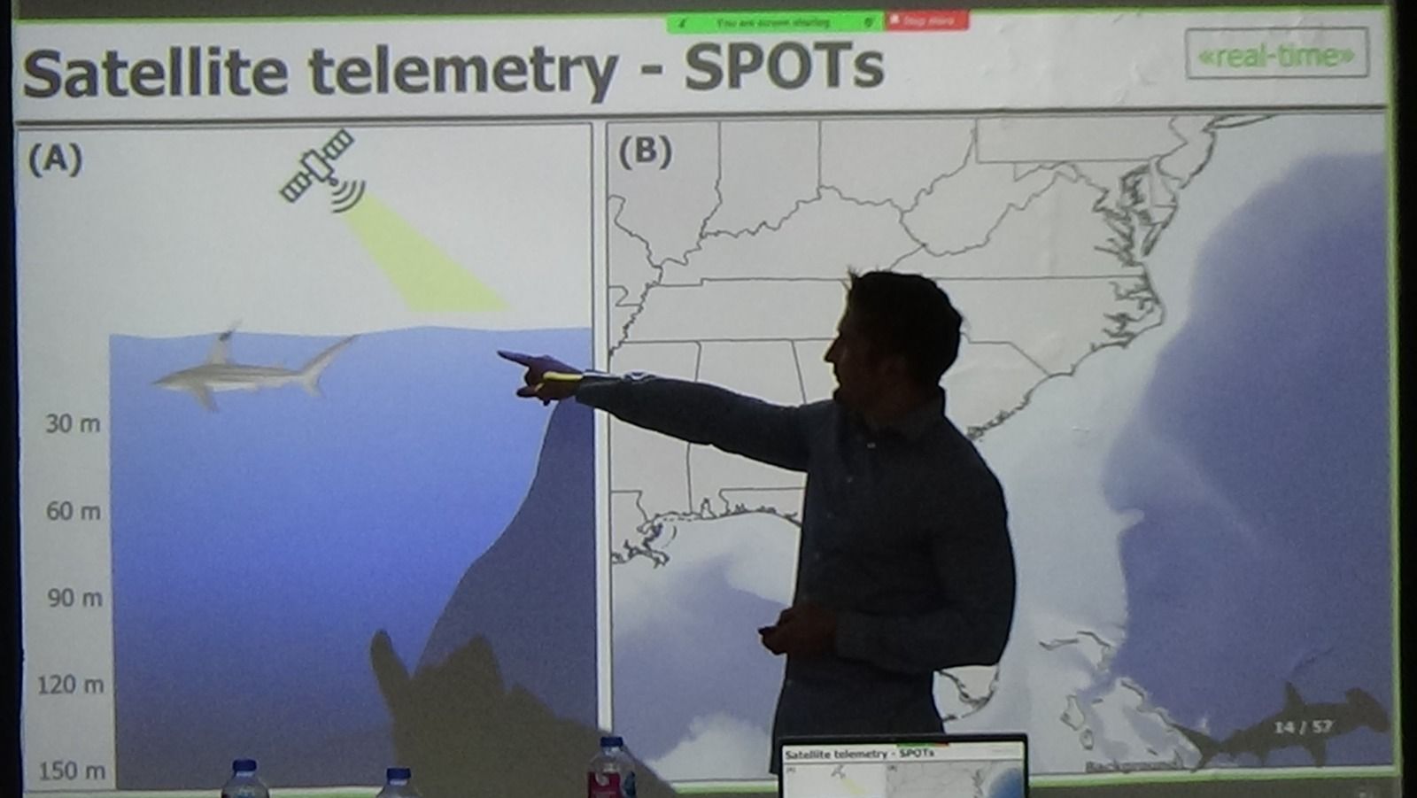 تكنولوجيا: اللجنة العلمية للبحر المتوسط تتبع تحركات أسماك القرش عبر الأقمار الصناعية