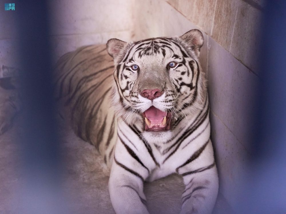 الرياض.. ضبط 4 مخالفين لاقتنائهم وعرضهم كائنات فطرية