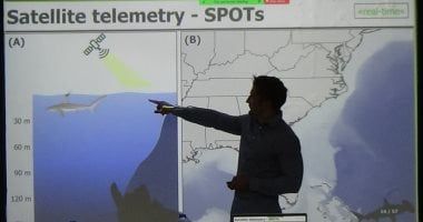 تكنولوجيا: اللجنة العلمية للبحر المتوسط تتبع تحركات أسماك القرش عبر الأقمار الصناعية