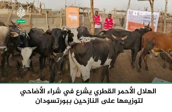 الهلال الأحمر القطري يشرع في شراء الأضاحي بهدف توزيعها على النازحين