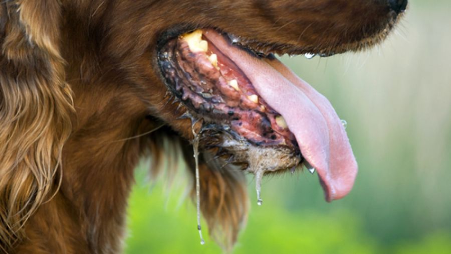 الامارات | تركيا تعلن فرض حجر صحي على مناطق بسبب داء الكلب