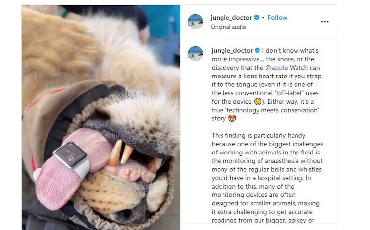 تكنولوجيا: أطباء أستراليا يستخدمون ساعة أبل لقياس ضربات قلب الحيوانات