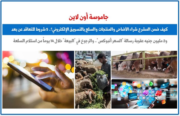 جاموسة أون لاين.. كيف ضمن المشرع شراء الأضاحى بالتسويق الإلكترونى؟ برلمانى