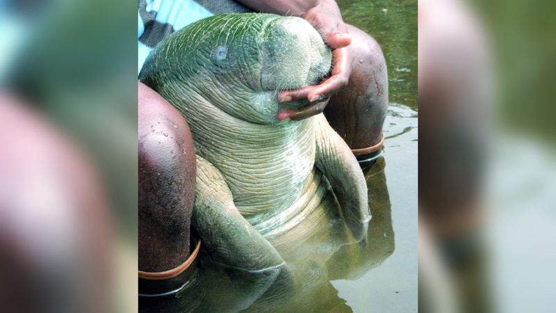 الامارات | مشروع للحفاظ على خراف البحر الإفريقية