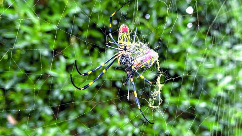 الامارات | عناكب غورو المخيفة تغزو أميركا