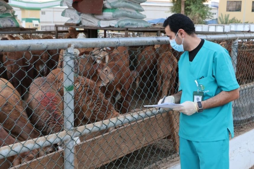 صور| قبل دخولها مكة.. "وقاء" تفحص نحو 400 ألف رأس من المواشي
