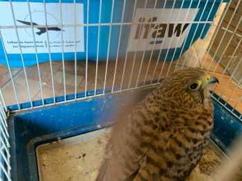 قوى الأمن: توقيف مواطنَين لبيعهما طيورًا محظّر بيعها دوليًا