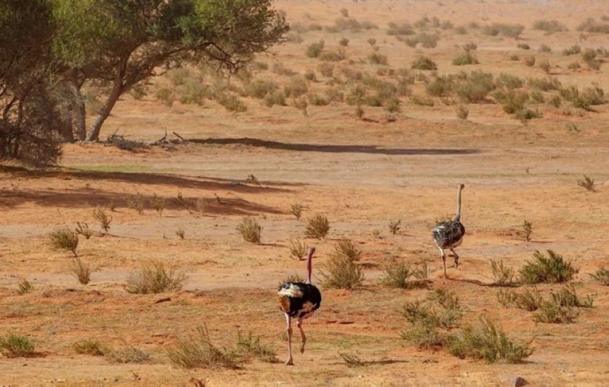 محمية الإمام تركي تعيد الغطاء النباتي وتوطّن الحيوانات