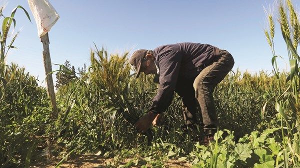 تغير المناخ يهدد الإنتاج الزراعي في تونس