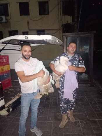 قوى الأمن: توقيف مواطنَين لبيعهما طيورًا محظّر بيعها دوليًا