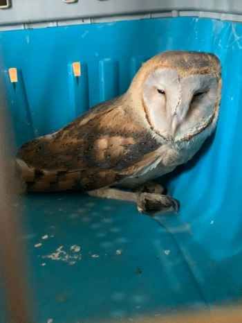 قوى الأمن: توقيف مواطنَين لبيعهما طيورًا محظّر بيعها دوليًا