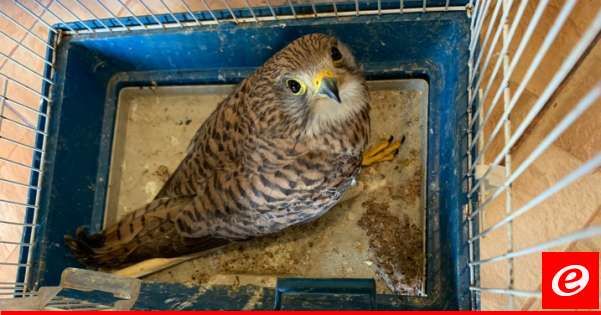 قوى الأمن: توقيف مواطنَين لبيعهما طيورًا محظّر بيعها دوليًا