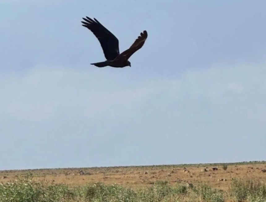 محمية الإمام تركي تعيد الغطاء النباتي وتوطّن الحيوانات