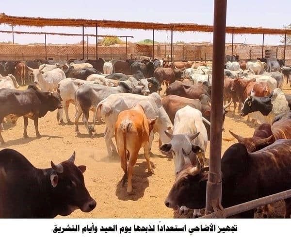 إنجازات الأوقاف.. أكثر من 3 مليارات جنيه فى مجال البر وخدمة المجتمع